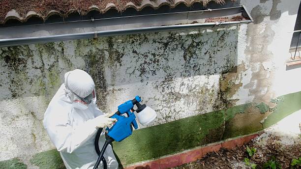 Mold Removal service in Fischer